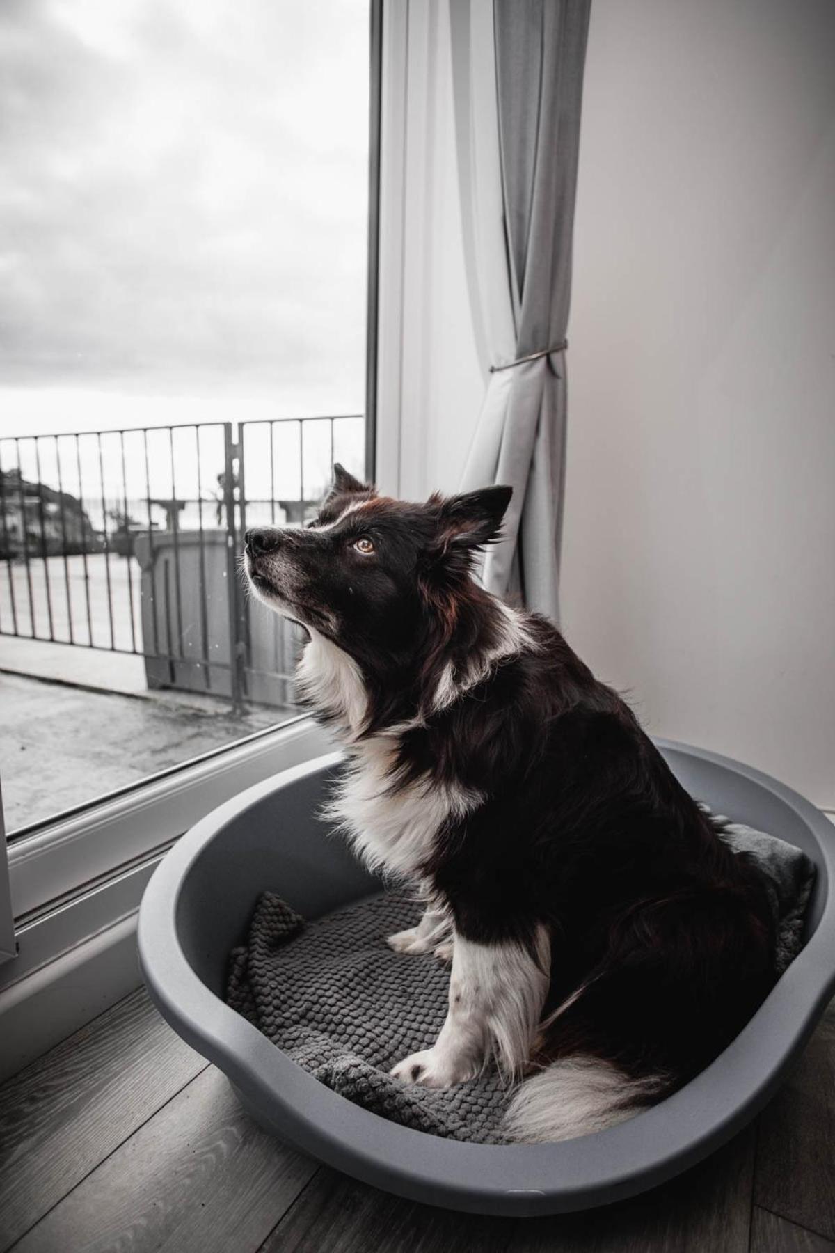 Pet Friendly Sea View Villa Millendreath Looe Room photo